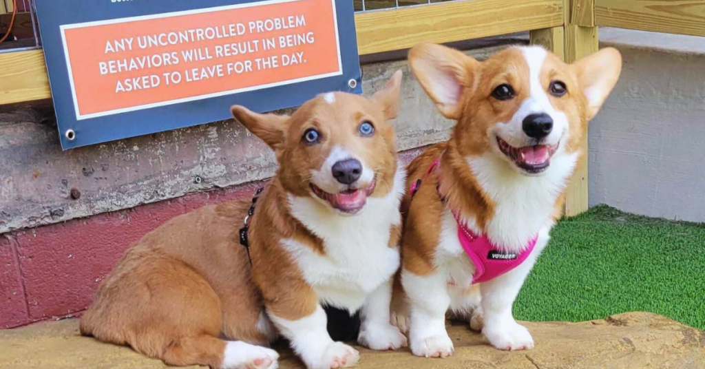 Must Have Training Cues for a Safe and Happy Doggy Daycare Experience