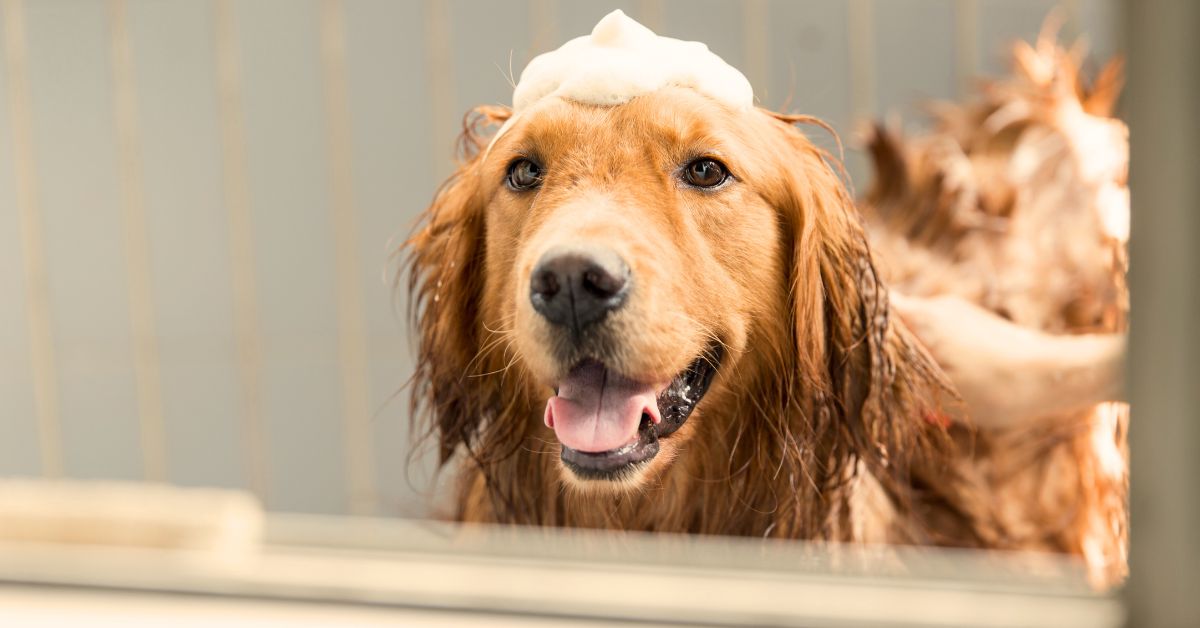 Grooming is Healthcare